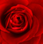 Roșu - Trandafir teahibrid - Marjorie Proops